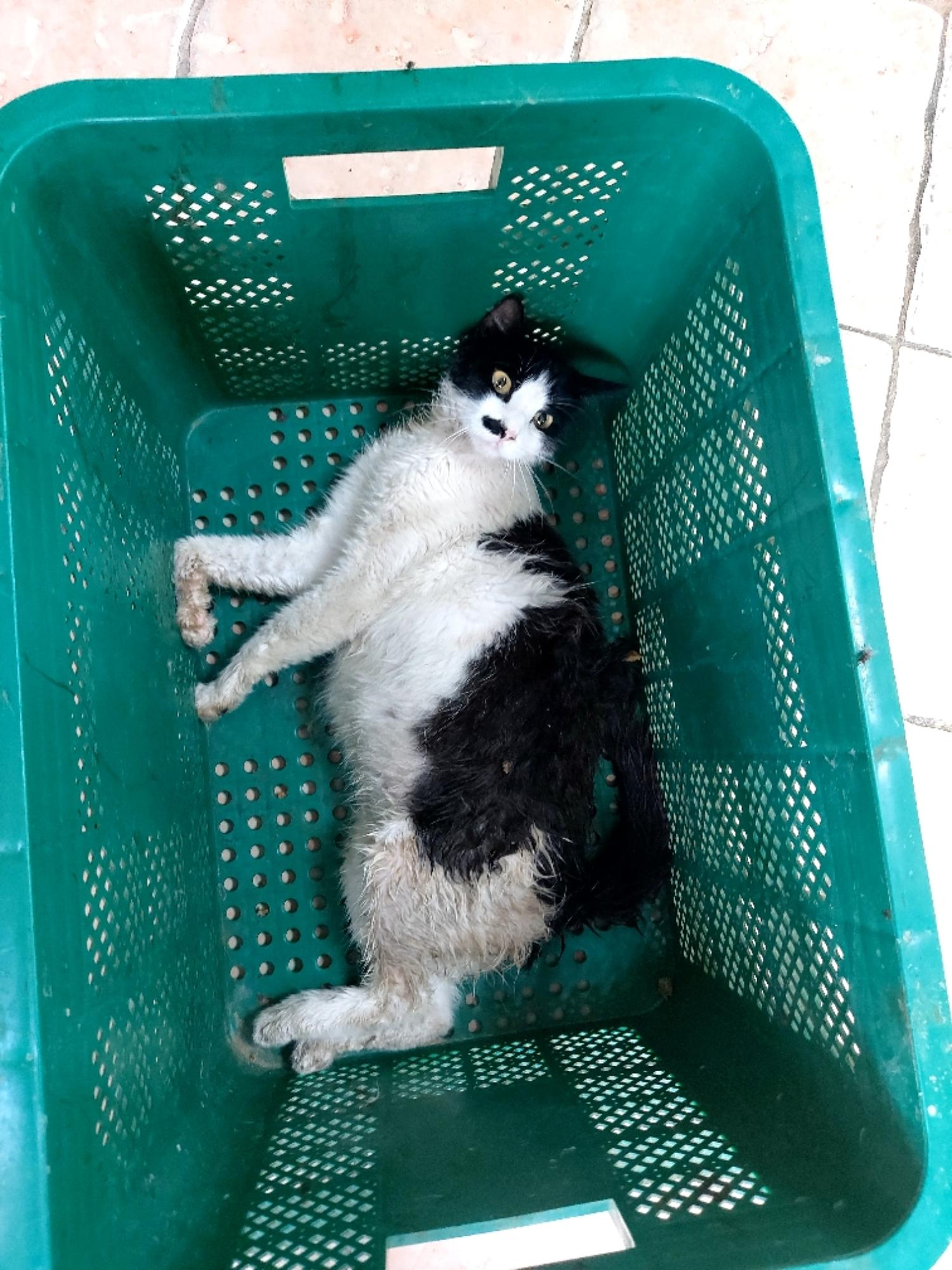 종료(안락사) 한국…